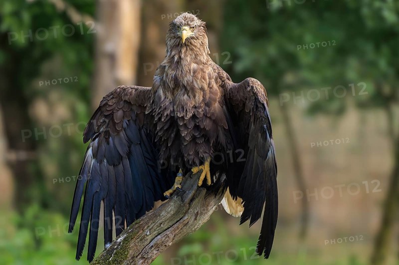 An eagle with outstretched wings on a branch in the forest, white-tailed eagle (Haliaeetus albicilla), France
