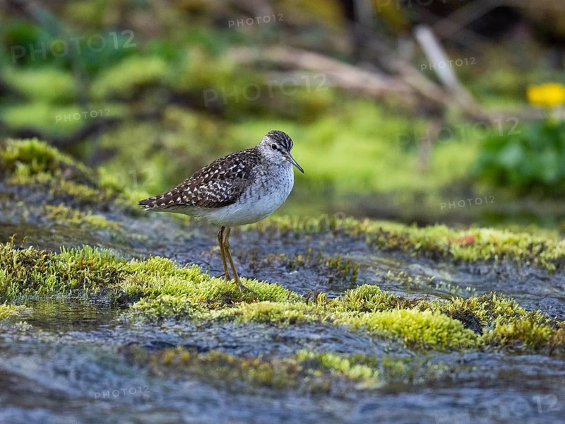 Wood Sandpiper (Tringa glareola), standing on moss in a river, photographed under midnight sunlight conditions, at 03:33 am, May, Finnish Lappland, North Finnland