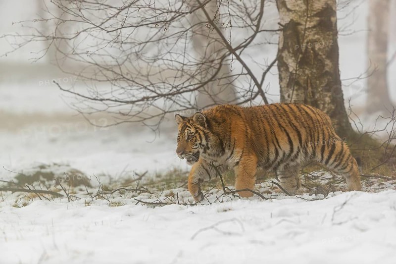 One young Siberian Tiger, Panthera tigris altaica, running thru an open forest with dense fog in the background