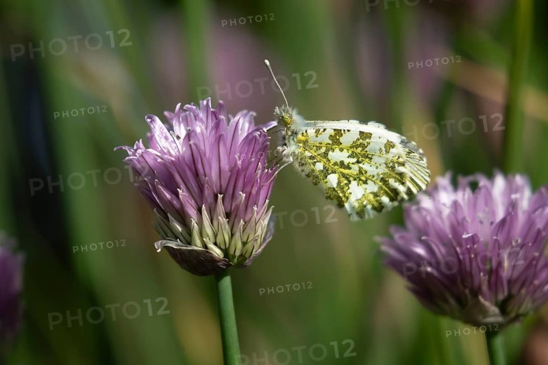 Orange tip butterfly (Anthocharis cardamines) adult insect resting on a garden Chives flower in spring, England, United Kingdom