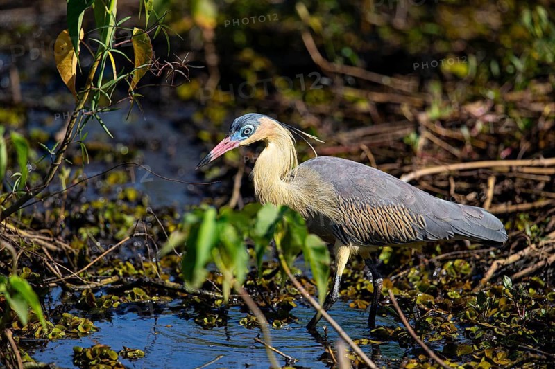 Whistling heron (Syrigma sibilatrix) Pantanal Brazil