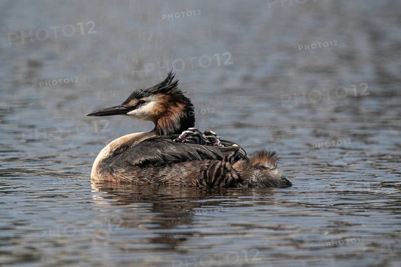 Great Crested Grebe (Podiceps Scalloped ribbonfish) with juveniles, Emsland, Lower Saxony, Germany