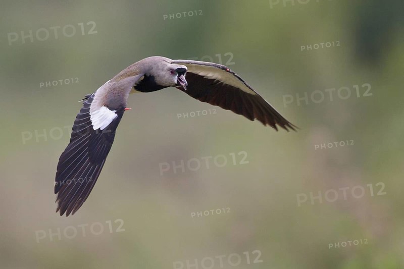 Southern Lapwing (Vanellus chilensis) in flight in Bolivia, South America