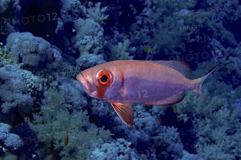 Reef bigeye perch (Priacanthus hamrur)