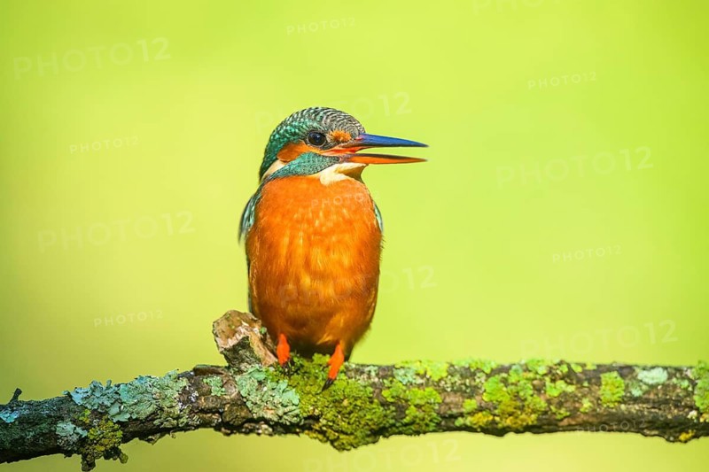 Common kingfisher (Alcedo atthis) sitting on a branch with autumncolours, wildife, Catalonia, Spain
