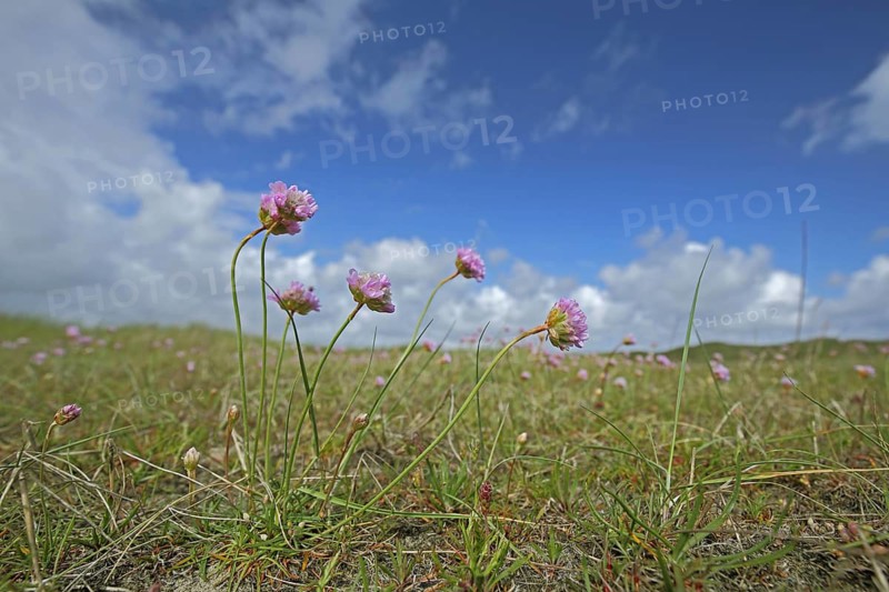 Sea campion (Armeria maritima), view from below, landscape, Nationaal Park Duinen, Texel, North Holland, Netherlands