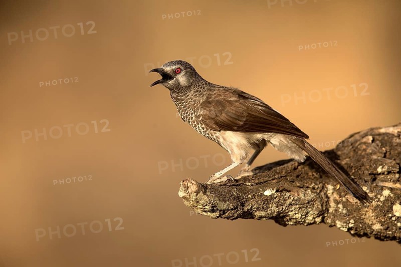 White-rumped Babbler (Turdoides leucopygia) singing, Lake Langano, Ethiopia