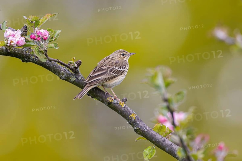 Tree Pipit (Anthus trivialis) perched on a flowering branch, North Rhine-Westphalia, Germany