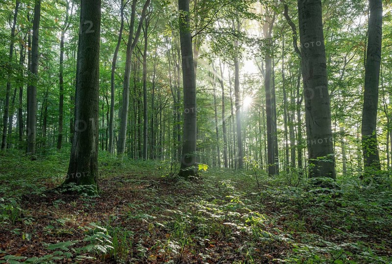 European beech forest, common beeches (Fagus sylvatica), sunbeams, Hainich National Park, Thuringia, Germany