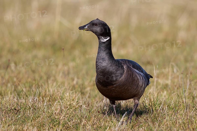 Brant Goose (Branta bernicla), Netherlands