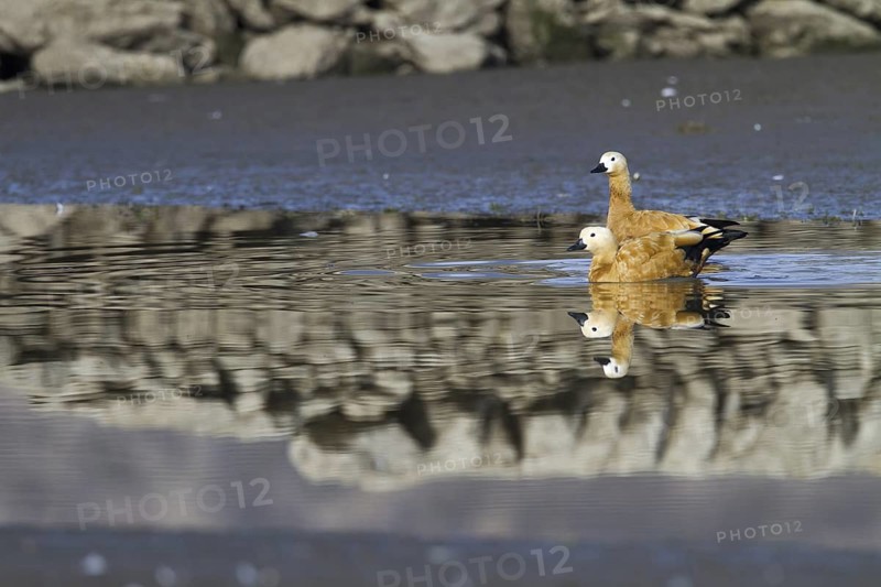 Ruddy Shelduck (Tadorna ferruginea), Madrid, Spain