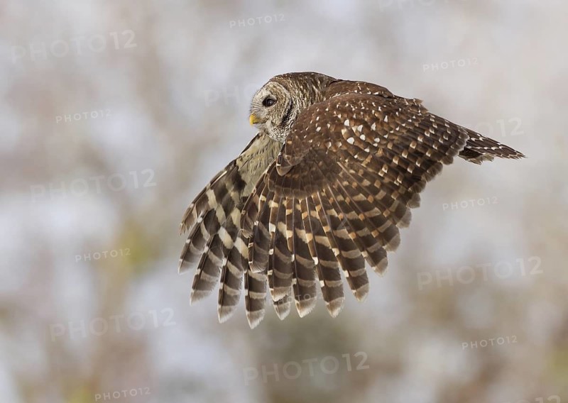 Barred Owl (Strix varia) flying, Florida, USA