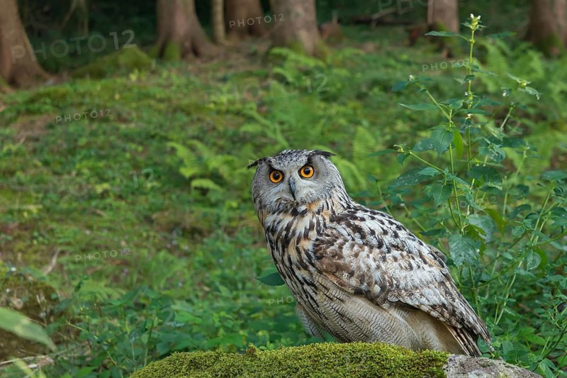 Eurasian Eagle-Owl (Bubo bubo) captive, Schwyz, Switzerland