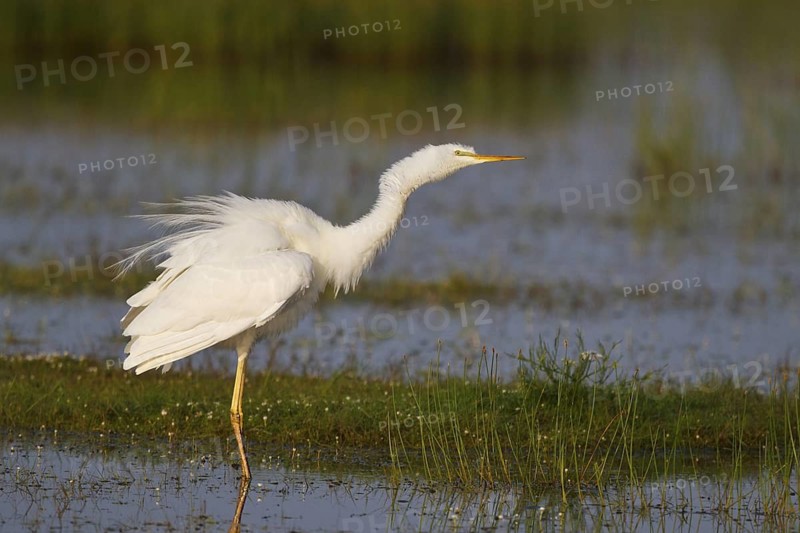 Great Egret (Ardea alba) foraging, Greece