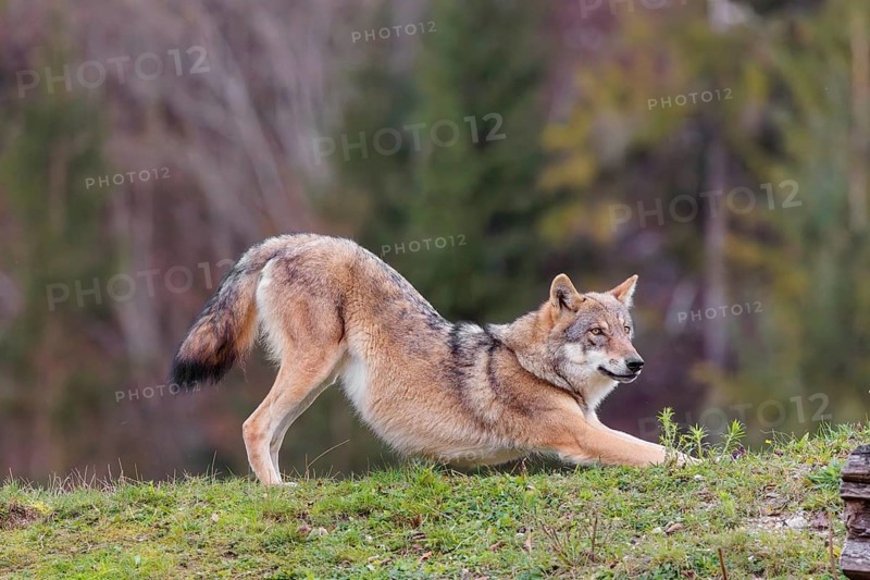 A female eurasian gray wolf (Canis lupus lupus) stretches out on a meadow on top of a hill