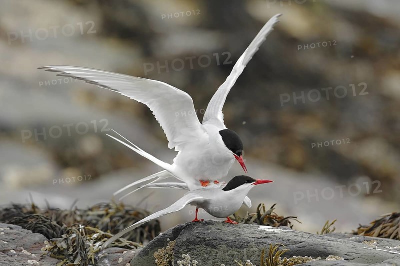 Arctic Tern (Sterna paradisaea), Farne Islands, United Kingdom