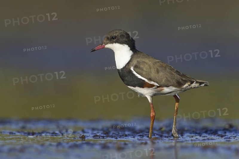Red-kneed Dotterel (Erythrogonys cinctus), Victoria, Australia