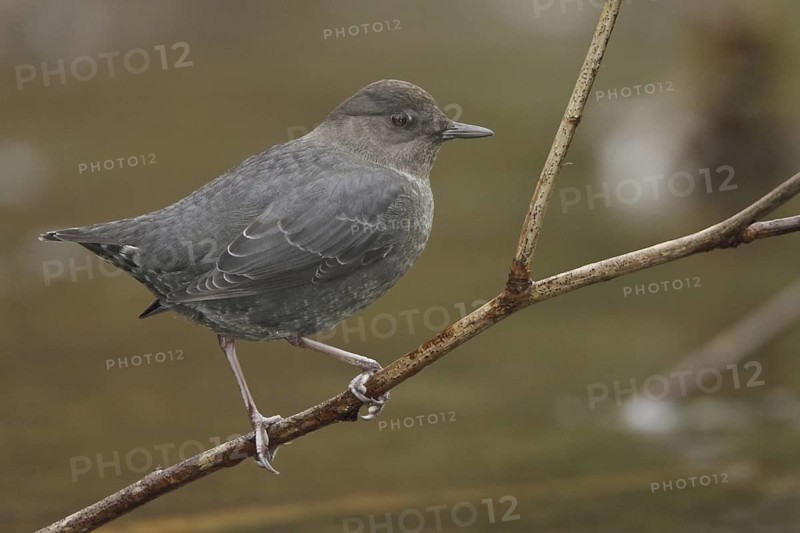 American Dipper (Cinclus mexicanus), British Columbia, Canada