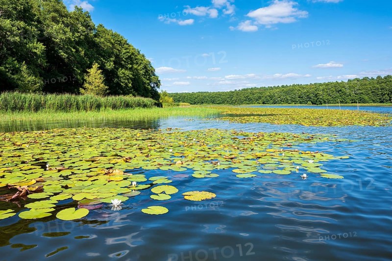 Water lilies bloom in the water lily paradise at Granzower Möschen, Mirow, Mecklenburg Lake District, Mecklenburg-Vorpommern, Germany