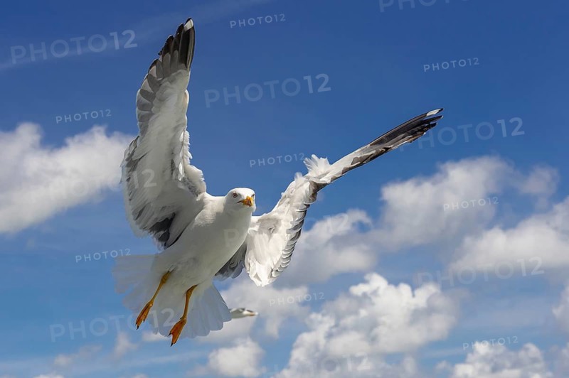 European Herring Gull (Larus argentatus) flying, Texel, Netherlands
