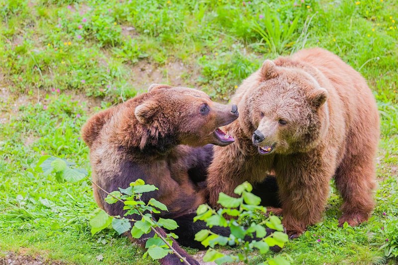 A young male Eurasian brown bear (Ursus arctos arctos) and a much older female mate (sort of) at the edge of a forest