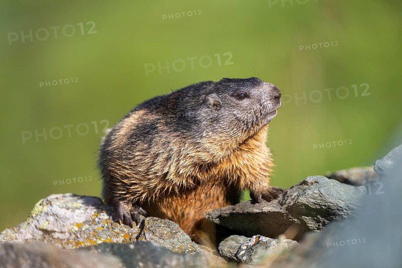 Alpine marmot (Marmota marmota) in autumn, Grossglockner, High Tauern National Park, Austria