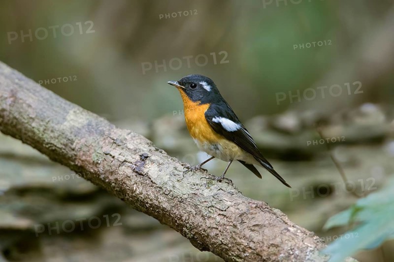 Mugimaki Flycatcher (Ficedula mugimaki) male perched on a branch, Di Linh, Vietnam