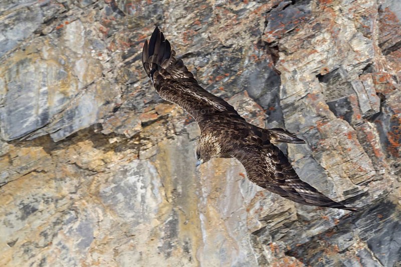 Golden eagle, animals, birds, birds of prey, (Aquila chrysaetos), hawk family, flight photo, mountains, mountains, Gemmi Pass, Valais, Switzerland