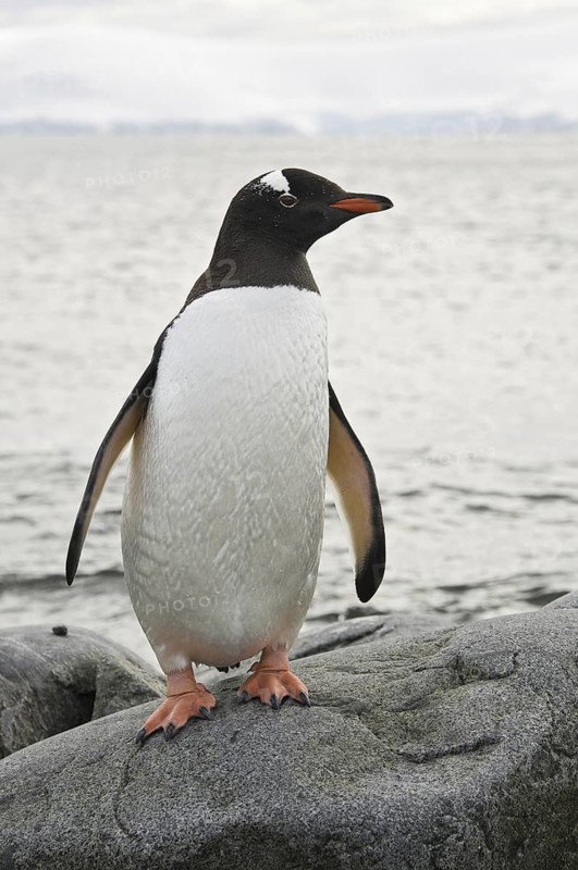 Gentoo Penguin (Pygoscelis papua), Antarctica