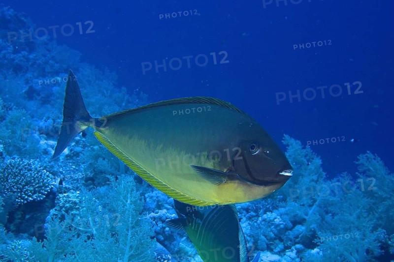 Blue-bladed surgeonfish (Naso hexacanthus)
