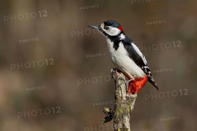 Great spotted woodpecker (Dendrocopos major) on a branch, Austria, Upper Austria