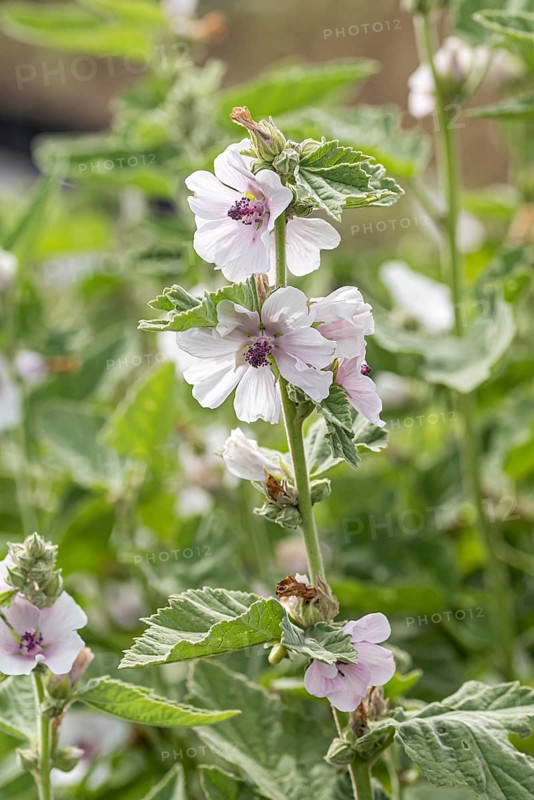 Marshmallow (Althaea officinalis)