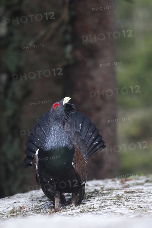 Western Capercaillie (Tetrao urogallus) male, Baden-Wuerttemberg, Germany