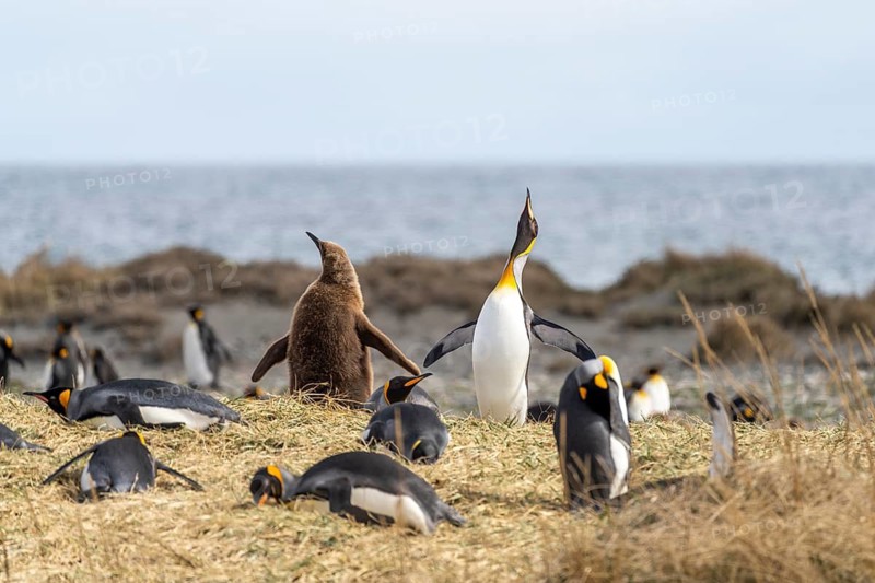 King penguin (Aptenodytes patagonicus), adult bird with raised beak next to young bird in brown down plumage, colony on the coast, Bahía Inútil, Tierra del Fuego, Chile