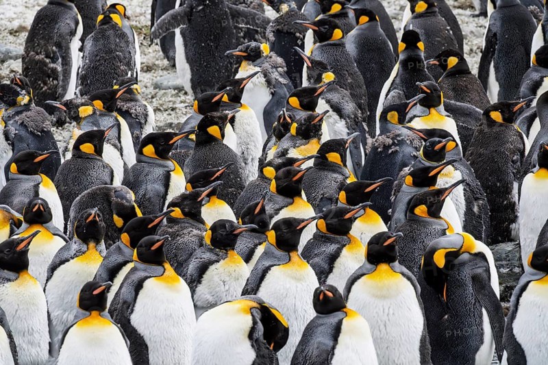 King penguins (Aptenodytes patagonicus), dense group of adults during moult, St Andrews Bay, South Georgia