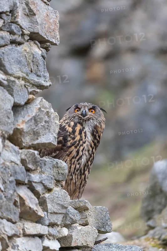 One Eurasian Eagle Owl, Bubo bubo, standing on the walls of a ruin of a monastery