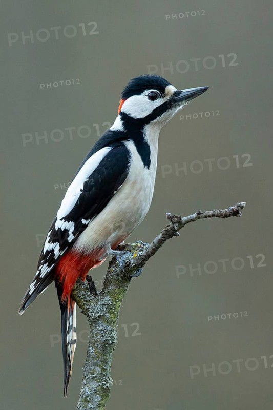 Great Spotted Woodpecker (Dendrocopos major) male perched on a branch, Smaland, Sweden