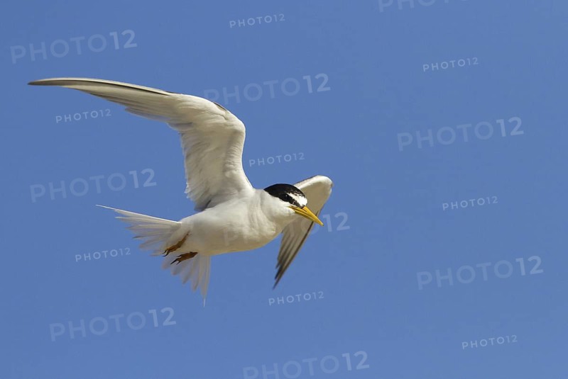 Little Tern (Sternula albifrons) flying, Andalusia, Spain