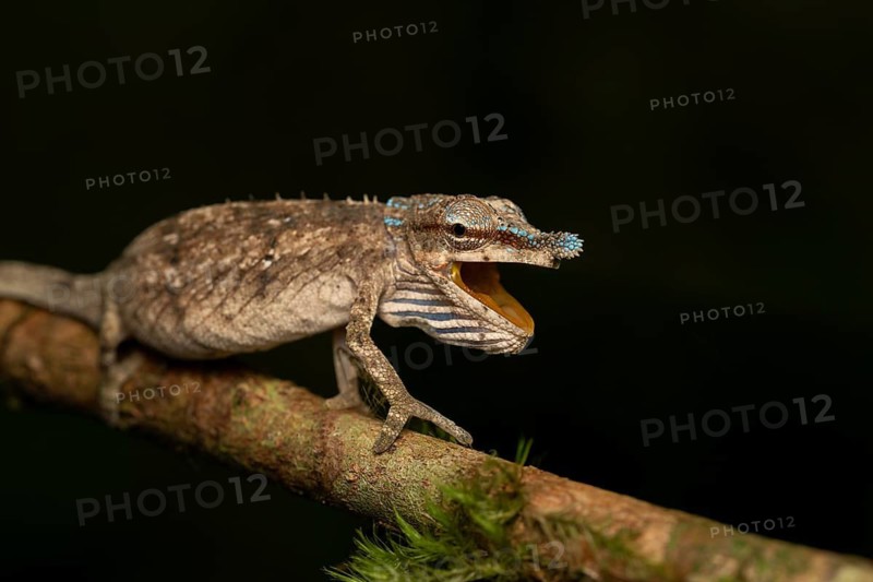 Chameleon of the genus Calumma cf. uetzi in the mountain cloud forests of Marojejy National Park in north-east Madagascar