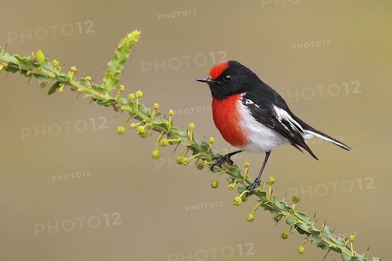 Red-capped Robin (Petroica goodenovii), Victoria, Australia