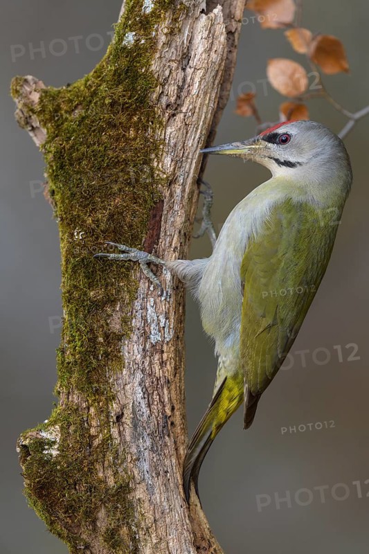 Grey-headed woodpecker (Picus canus), male on a moss-covered rotten tree trunk, biosphere reserve, Swabian Alb, Baden-Württemberg, Germany