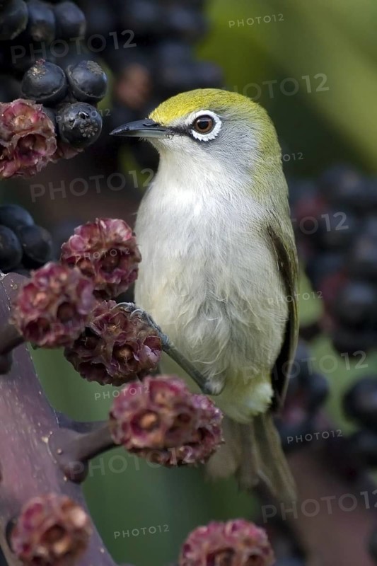 Christmas White-eye (Zosterops natalis), Christmas Island, Australia
