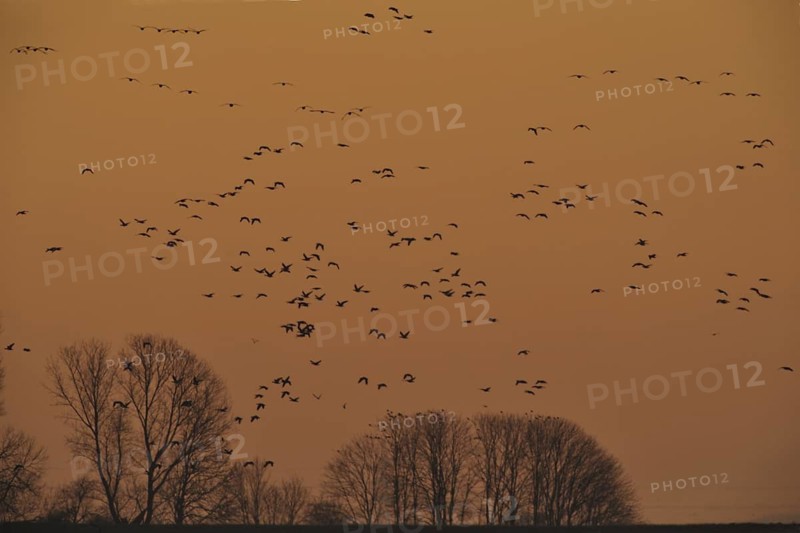 Greater White-fronted Goose (Anser albifrons), North Rhine-Westphalia, Germany