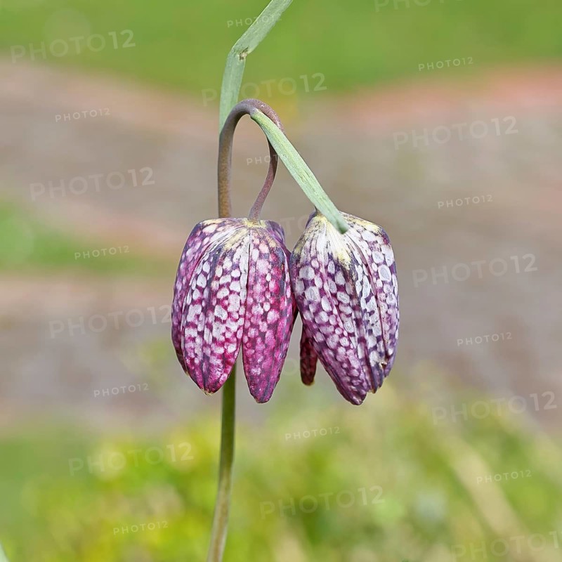 Snake's Head Fritillary (Fritillaria meleagris), single flower in a meadow, close-up, inflorescence, early bloomer, spring, Wilnsdorf, North Rhine-Westphalia, Germany