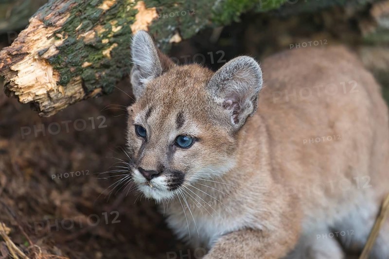 A cougar kitten, Puma concolor, walking along a rotten
tree lying on the ground
