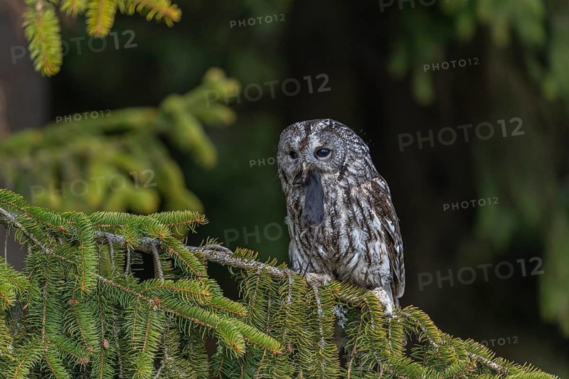 One tawny owl or brown owl (Strix aluco) sitting on a branch of a spruce tree, feeding on a mouse