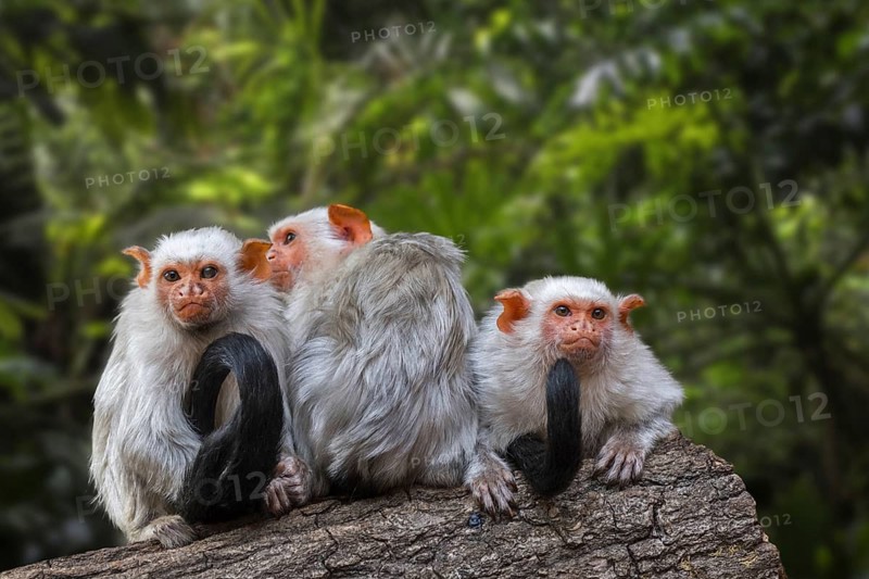 Three silvery marmosets (Mico argentatus Callithrix argentata) in tree, tropical monkeys native to the eastern Amazon rainforest in Brazil
