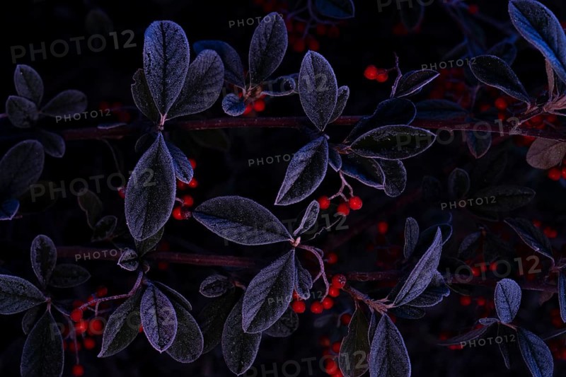Capture of cotoneaster bush in low light with frosty leaves and prominent red berries. Dark background enhances the vivid contrast, signifying autumn's beauty