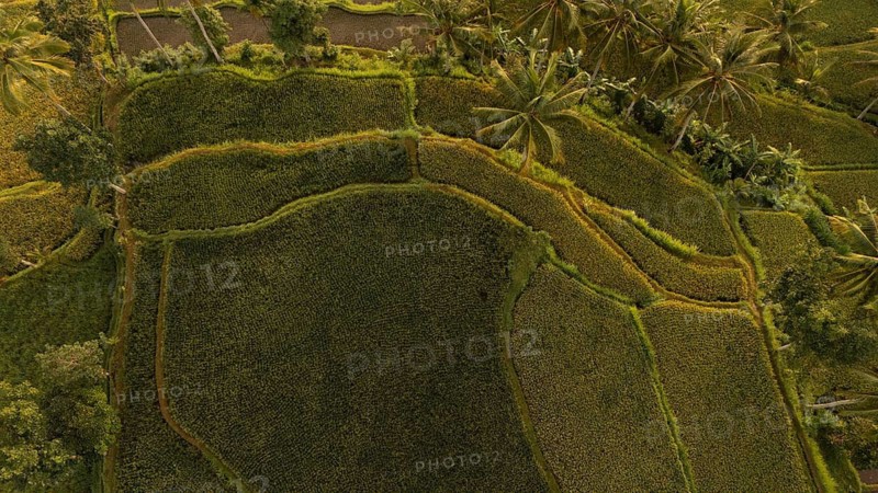 Drone view of vibrant rice terraces with interwoven footpaths and rows of coconut trees in rural Indonesia, illustrating traditional farming patterns and the region's tropical beauty