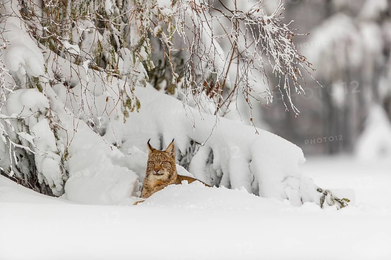 One young male Eurasian lynx, (Lynx lynx), walking over a deep snow covered meadow with a forest in the background